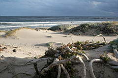 bettys bay IMG_1996.JPG